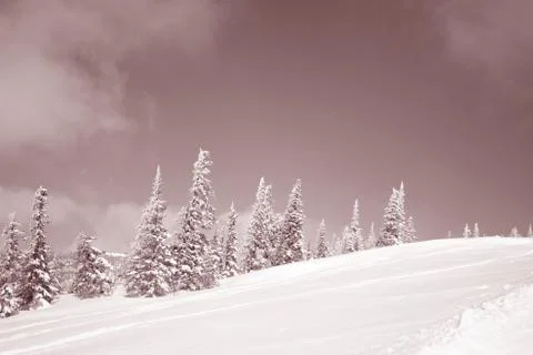 Winter forest. Ski resort. Foto stock
