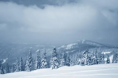 Winter forest. Ski resort. Stock Photos