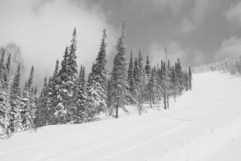 Winter forest. Ski resort. Stock Photos