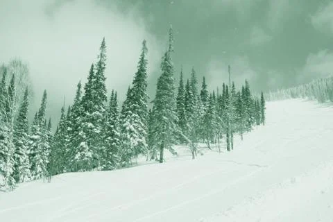 Winter forest. Ski resort. Stock Photos