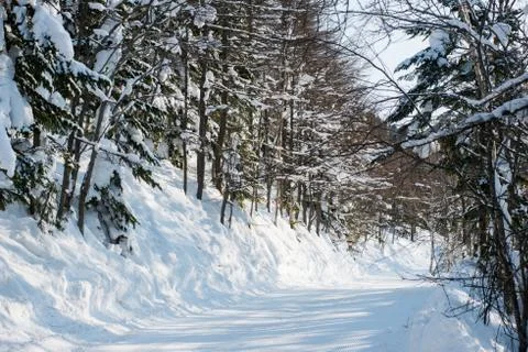 Winter forest ski trail Stock Photos