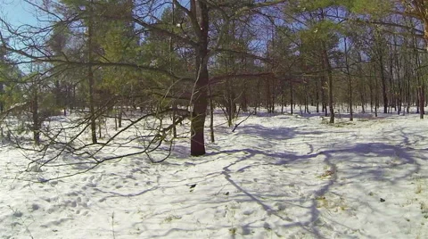 Winter in the forest. Sliding camera low to the snow Video stock 47154465