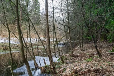 Winter forest with a small river, leafless trees, evergreens Stock Photos