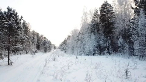 Winter forest. Smooth horizontal span of the camera along the road. 動画素材 100990786