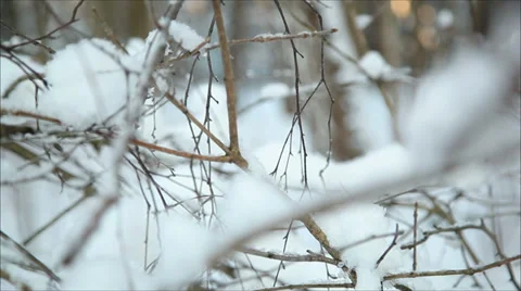 Winter forest in snow 5 Stock-Footage 34532773