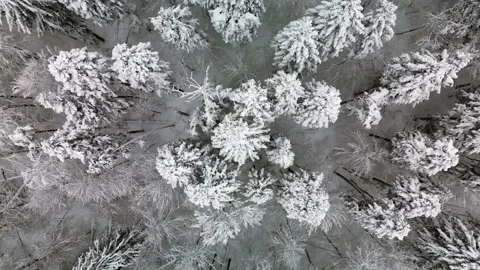 Winter forest snow from above Stock Footage 231262625