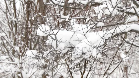 Winter, forest in snow and branches of trees and bushes against the backdrop Stock Footage 264602520
