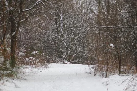 Winter forest with snow and leafless trees Stock Photos