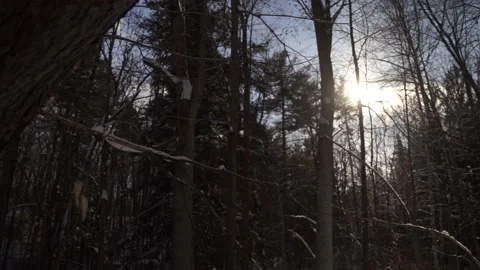 Winter Forest with snow and sun shining Stock Footage 149896178