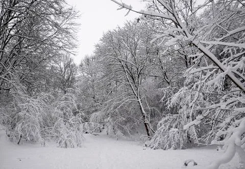 Winter forest with snow and tree Stock Photos