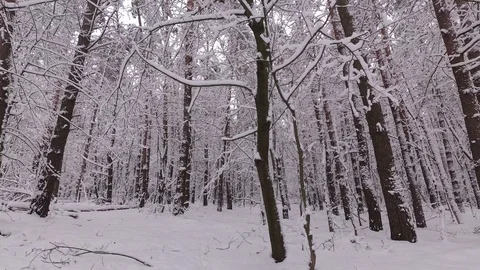 Winter Forest, Snow on the Branches Stock Footage 100969647