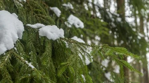 Winter forest. Snow on the branches of trees. Frosty air in the Park among th Foto stock