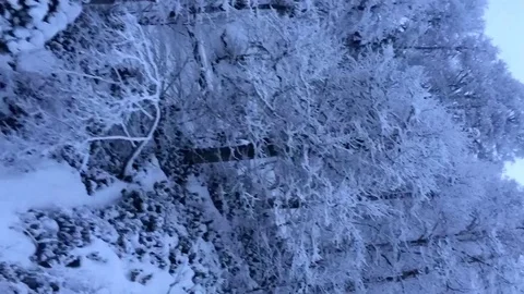 Winter forest in snow-capped mountains. Timelapse. Vertical video Stock Footage 123307476