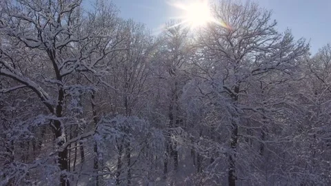 Winter Forest in Snow. Christmas or New Year time Vídeo Stock 325083407