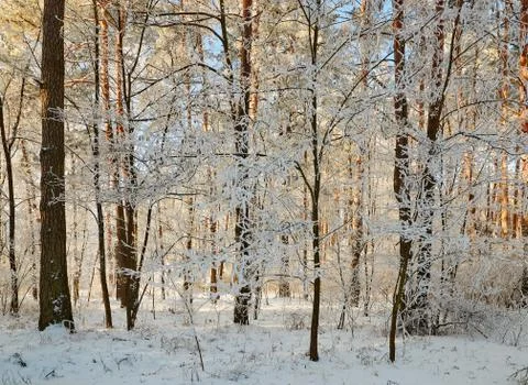 Winter forest with snow-covered branches of trees. fairy beauty. Fotos Stock