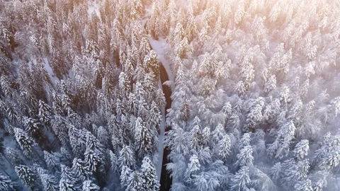 Winter forest with snow covered coniferous trees Stock Footage 144757848