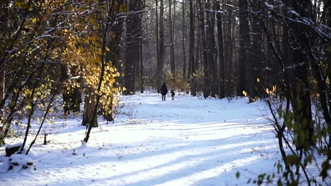 Winter forest. Snow-covered forest in the background the hostess is walking t Stock Footage 99946365