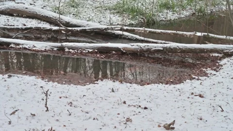 Winter Forest with Snow Covered Logs and Reflection in the Water 스톡 동영상 313006418
