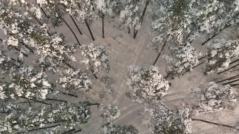Winter forest with snow-covered long trees Stock Footage 149638902