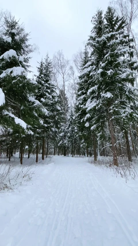 Winter forest with a snow-covered path winding through tall trees Video stock 297709934