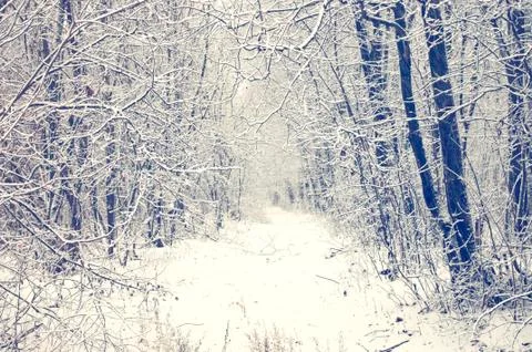 Winter forest with snow-covered path Stock Photos