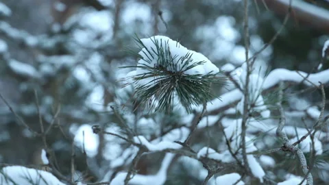 Winter forest a snow covered pine branch sways in the wind close up Stock Footage 150177887