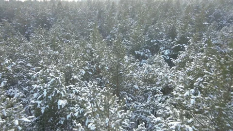 Winter forest. Snow-covered pine forest. Aerial view. Video stock 153050210