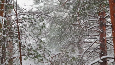 Winter forest with snow-covered pine trees and falling snow Stock Footage 331989108