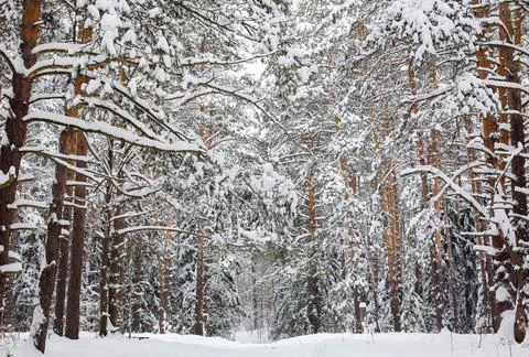 Winter forest with snow-covered pine trees and a walking path Stock Photos