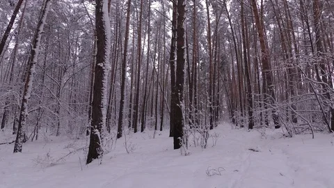 Winter Forest, Snow Covered Trees Stock Footage 99989301