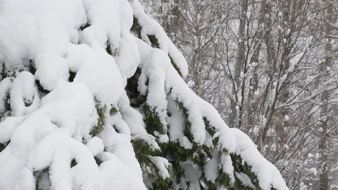 Winter forest with snow-covered trees. Stock Footage 121351652