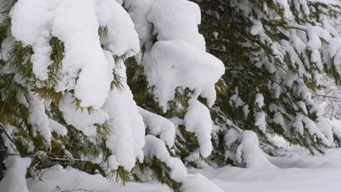 Winter forest with snow-covered trees. Stock Footage 121359720