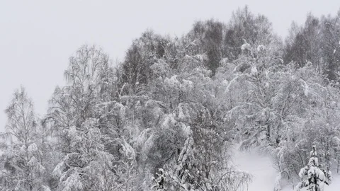 Winter forest with snow-covered trees. Stock Footage 121359753