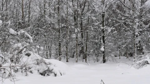 Winter forest with snow-covered trees. Stock Footage 121359775