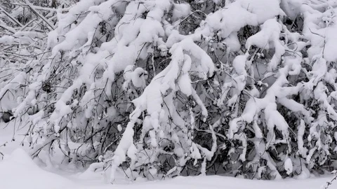 Winter forest with snow-covered trees. Stock Footage 121359784