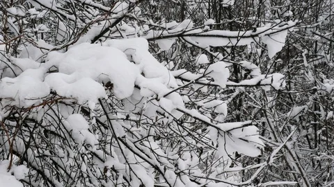 Winter forest with snow-covered trees. Stock Footage 121359803