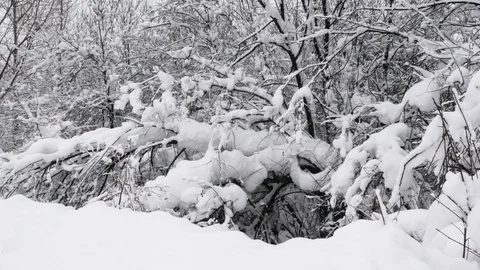 Winter forest with snow-covered trees. Stock Footage 121359834