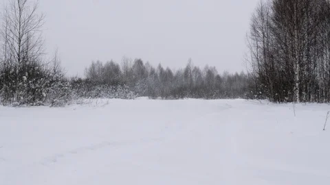 Winter forest with snow-covered trees. Stock Footage 121359839