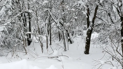 Winter forest with snow-covered trees. Stock Footage 121359870