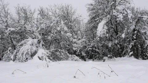 Winter forest with snow-covered trees. Stock Footage 121394767