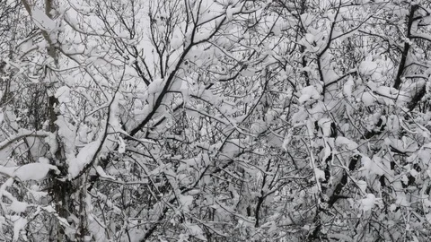 Winter forest with snow-covered trees. Stock Footage 121394775