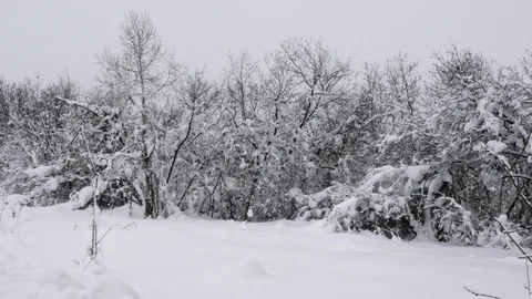 Winter forest with snow-covered trees. Stock Footage 121394790