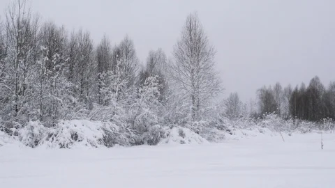 Winter forest with snow-covered trees. Stock Footage 121394870