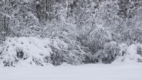 Winter forest with snow-covered trees. Stock Footage 121394880