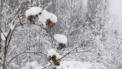 Winter forest with snow-covered trees. Stock Footage 121394897