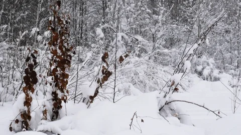 Winter forest with snow-covered trees. Stock Footage 121394899