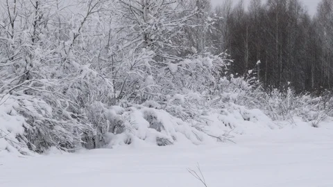 Winter forest with snow-covered trees. Stock Footage 121394910