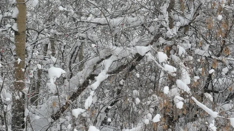 Winter forest with snow-covered trees. Stock Footage 121398404