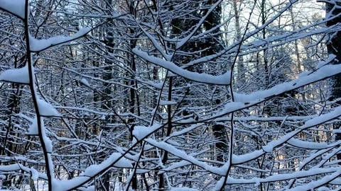 Winter forest with snow covered trees. Beautiful winter background. Stock Footage 232217114