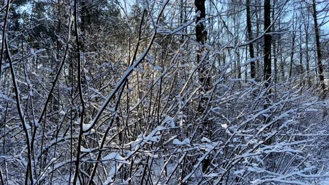 Winter forest with snow covered trees. Beautiful winter background. Stock Footage 232217206